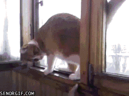 Acid Gifdump, January 08, 2018 (25 gifs)