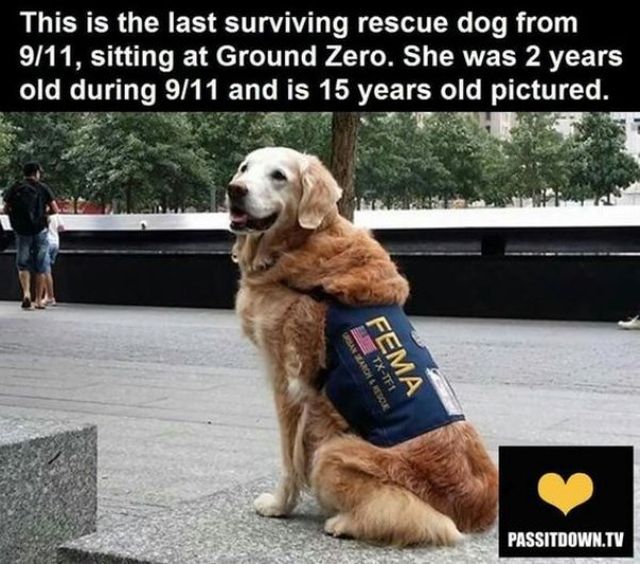 These Dogs Are Heroes (14 pics)