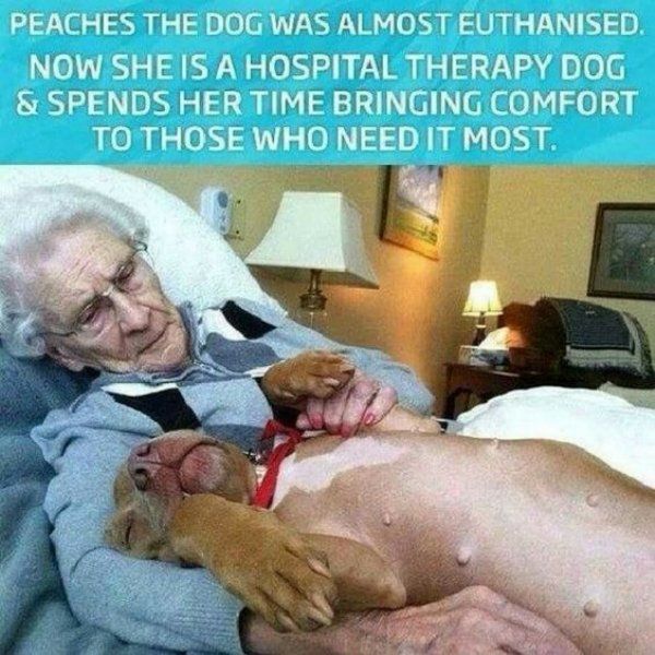These Dogs Are Heroes (14 pics)