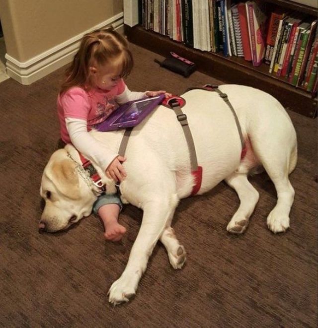These Dogs Are Heroes (14 pics)
