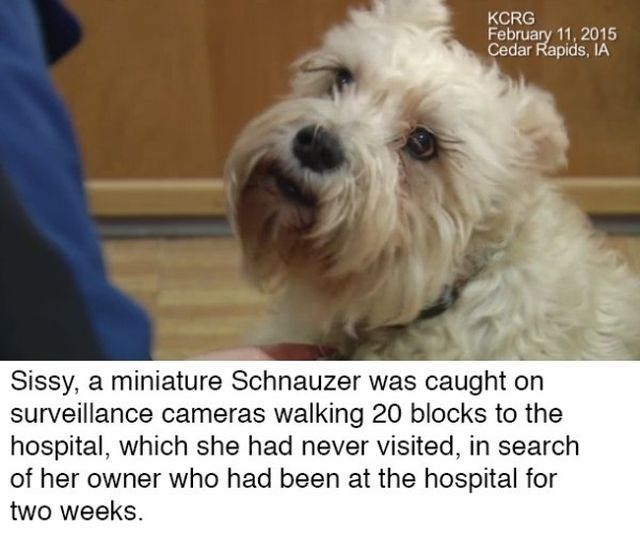 These Dogs Are Heroes (14 pics)