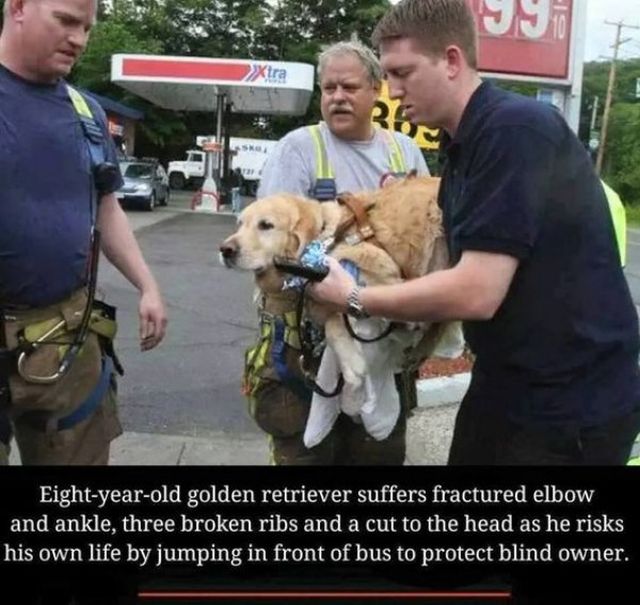 These Dogs Are Heroes (14 pics)