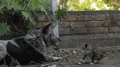Acid Gifdump, January 09, 2018 (25 gifs)