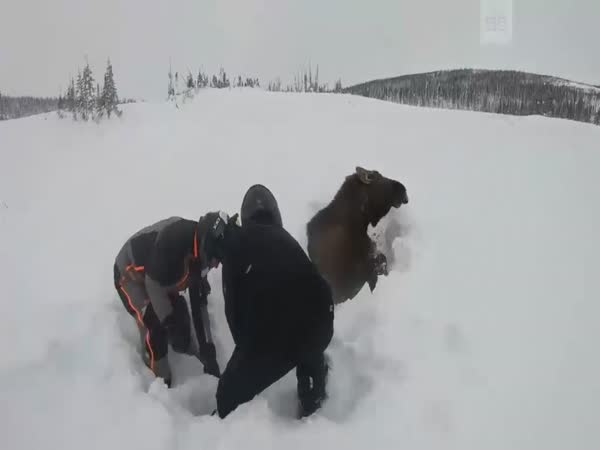 Snowmobilers Save Moose Buried in Snow