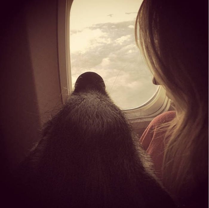 Animals On The Planes (26 pics)
