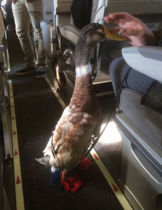 Animals On The Planes (26 pics)