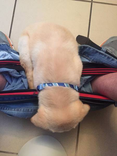 Funny Way To Document A Labrador’s Growth (17 pics)