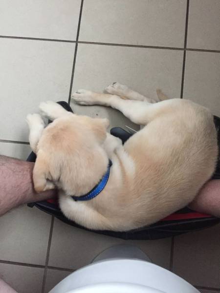 Funny Way To Document A Labrador’s Growth (17 pics)
