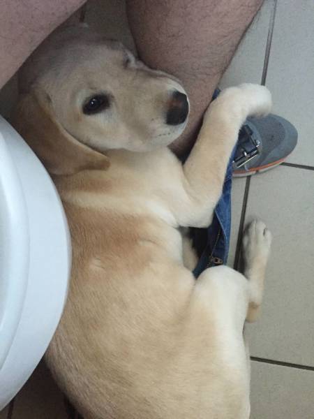 Funny Way To Document A Labrador’s Growth (17 pics) Funny Way To Document A Labrador’s Growth (17 pics)