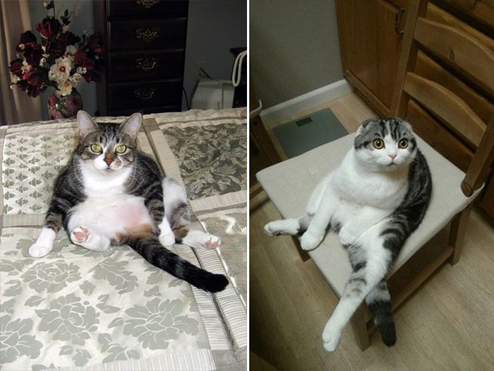 Cats Interrupted While Washing Their Butts (18 pics)