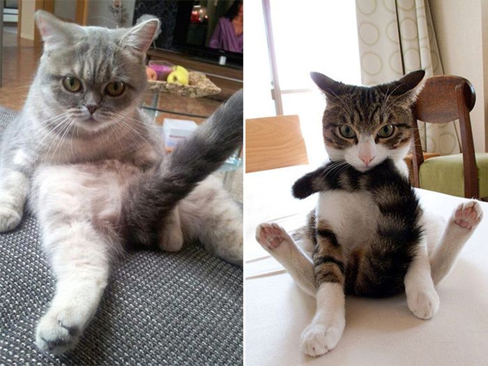 Cats Interrupted While Washing Their Butts (18 pics)