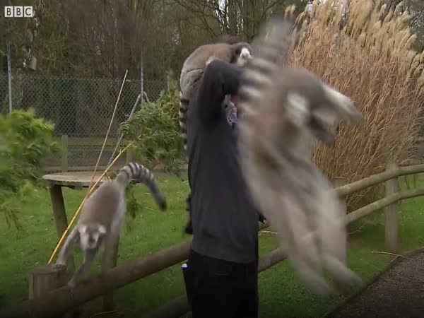 BBC Reporter Mobbed By Lemurs at British Zoo
