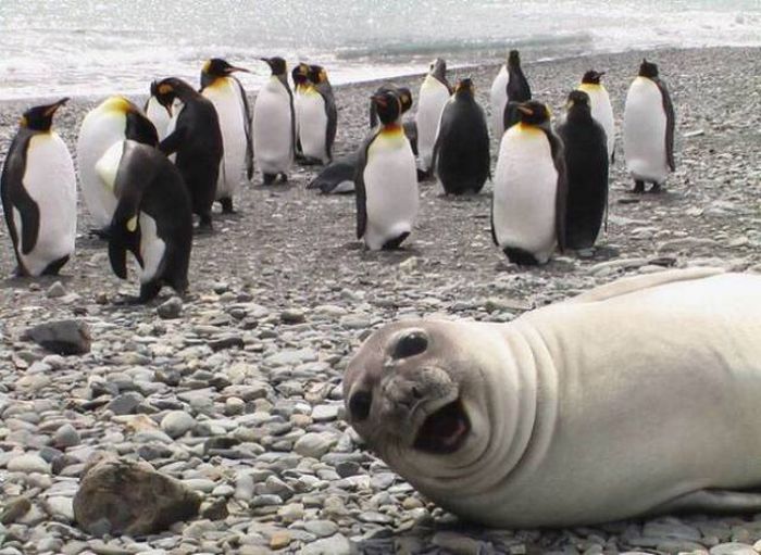 When Animals Spoil Photos (25 pics)