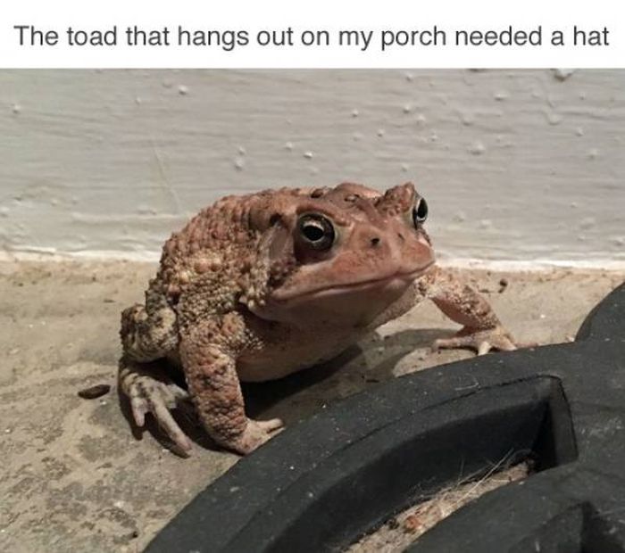Who Knew Toads Need Hats As Well? (7 pics)