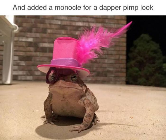Who Knew Toads Need Hats As Well? (7 pics)