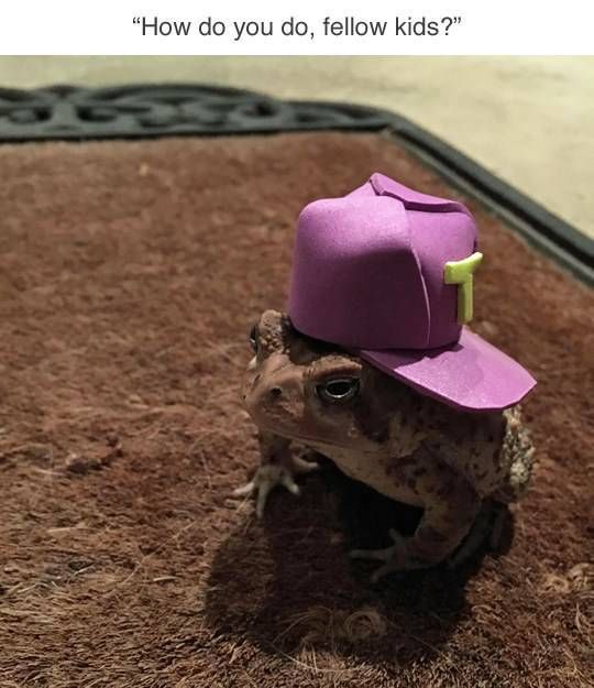 Who Knew Toads Need Hats As Well? (7 pics)