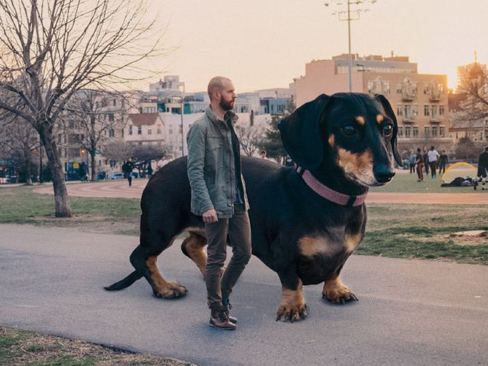 Photographer Makes His Wiener Dog As Big As She Thinks She Is (13 pics)