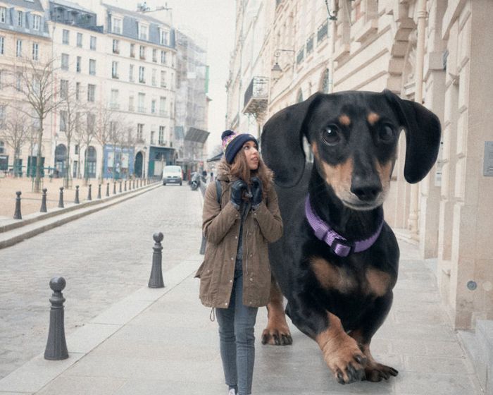 Photographer Makes His Wiener Dog As Big As She Thinks She Is (13 pics)