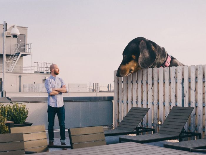 Photographer Makes His Wiener Dog As Big As She Thinks She Is (13 pics)