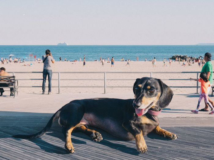 Photographer Makes His Wiener Dog As Big As She Thinks She Is (13 pics)