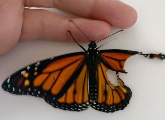 Professional Costume Designer Performs A Wing Transplant On A Butterfly (7 pics)