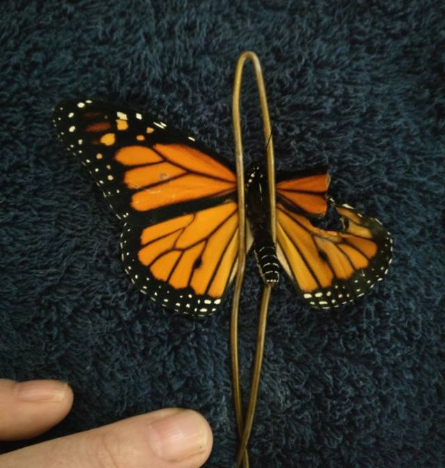 Professional Costume Designer Performs A Wing Transplant On A Butterfly (7 pics)