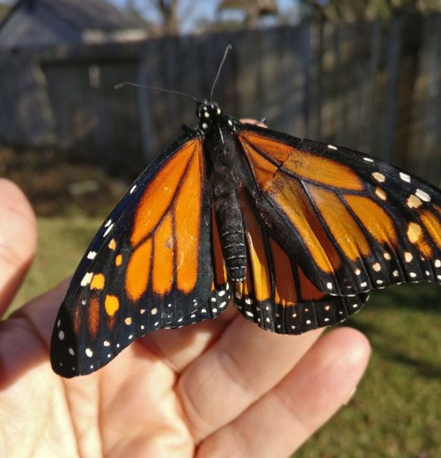 Professional Costume Designer Performs A Wing Transplant On A Butterfly (7 pics)