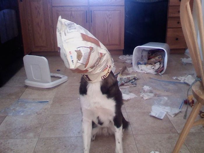 Dogs Can Be Very Bad (17 pics)