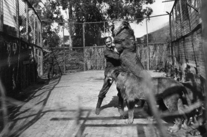 Vintage Photos Of The LA Lion Farm (20 pics)