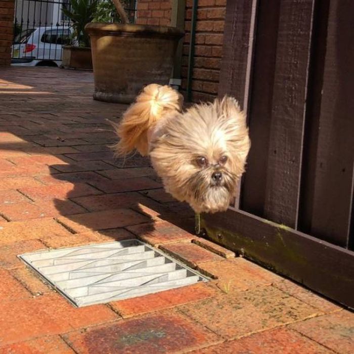 Photos That Needed That Exact Perfect Moment (37 pics)