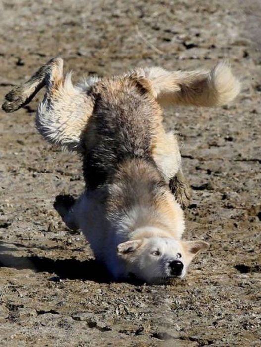 Photos That Needed That Exact Perfect Moment (37 pics)