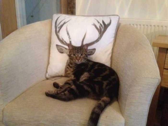 Photos That Needed That Exact Perfect Moment (37 pics)