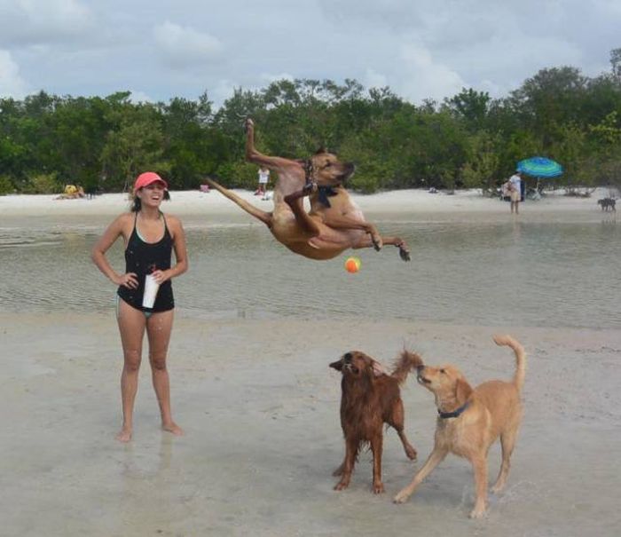 Photos That Needed That Exact Perfect Moment (37 pics)