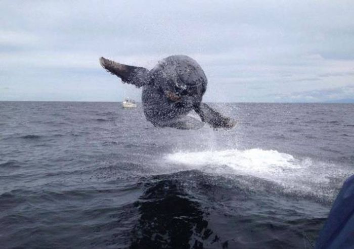 Photos That Needed That Exact Perfect Moment (37 pics)