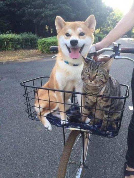 Photos That Needed That Exact Perfect Moment (37 pics)