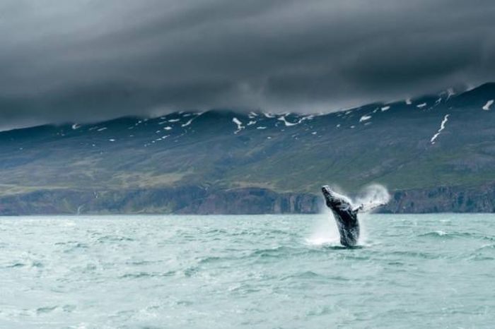 Photos That Needed That Exact Perfect Moment (37 pics)