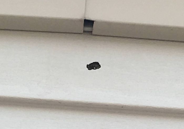 A stray bullet flew into the house and did a lot of holes (6 pics)