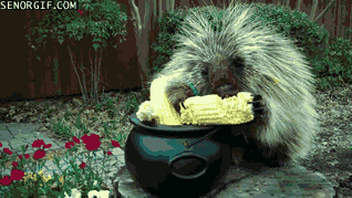 Acid Gifdump, January 15, 2018 (25 gifs)