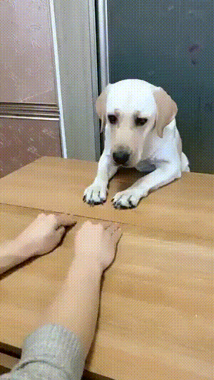 Acid Gifdump, January 16, 2018 (25 gifs)