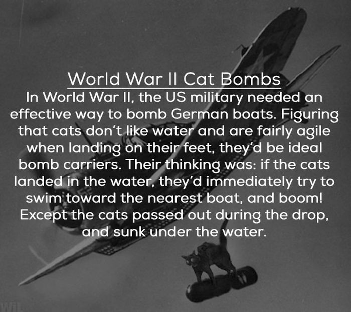 Most Disturbing Government Secrets Ever Revealed (25 pics)