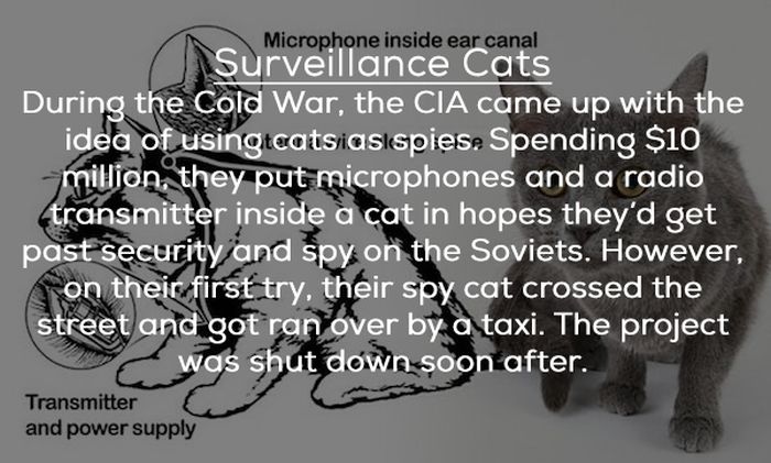 Most Disturbing Government Secrets Ever Revealed (25 pics)