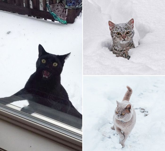 Cats Reacting To The First Snow (18 pics)
