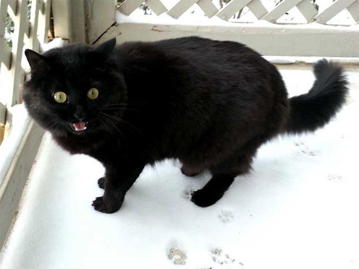Cats Reacting To The First Snow (18 pics)