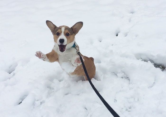 Animals See Snow For The First Time (36 pics)