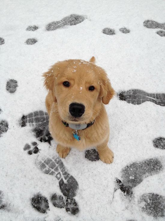 Animals See Snow For The First Time (36 pics)