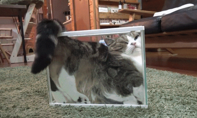 Acid Gifdump, January 18, 2018 (25 gifs)