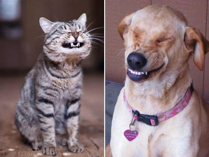 Laughing Animals (17 pics)