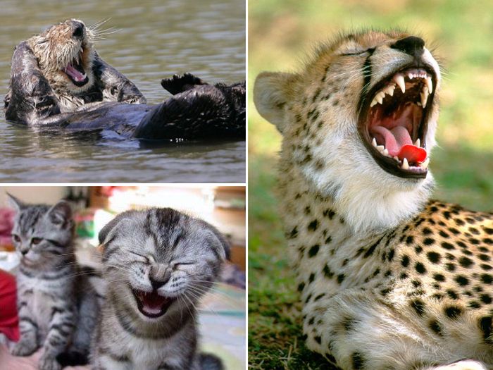 Laughing Animals (17 pics)