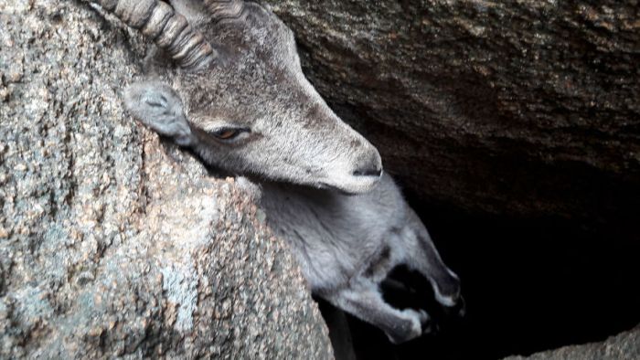 People Saved A Stuck Mountain Goat (3 pics)