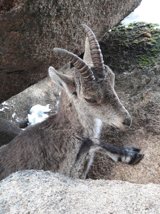 People Saved A Stuck Mountain Goat (3 pics)